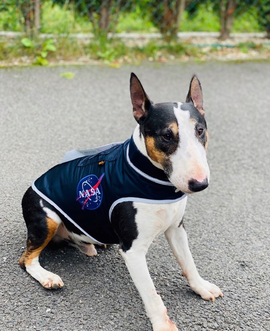 Space Dog Jacket rep blue Alpha