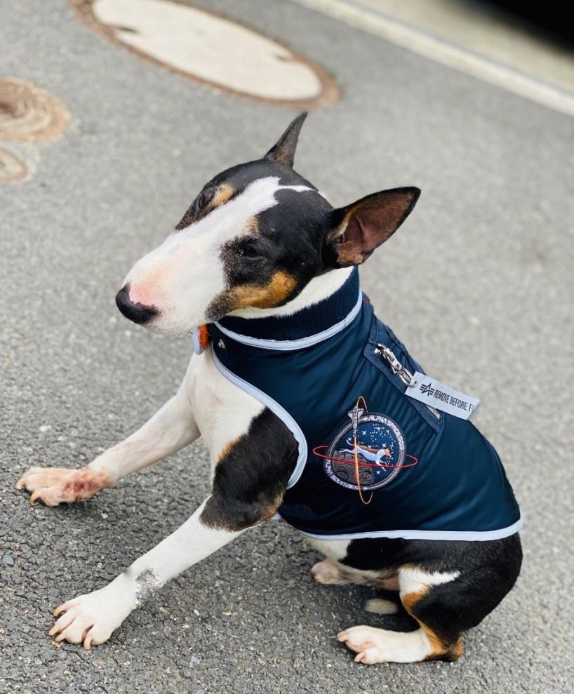 Space Dog Jacket rep blue Alpha