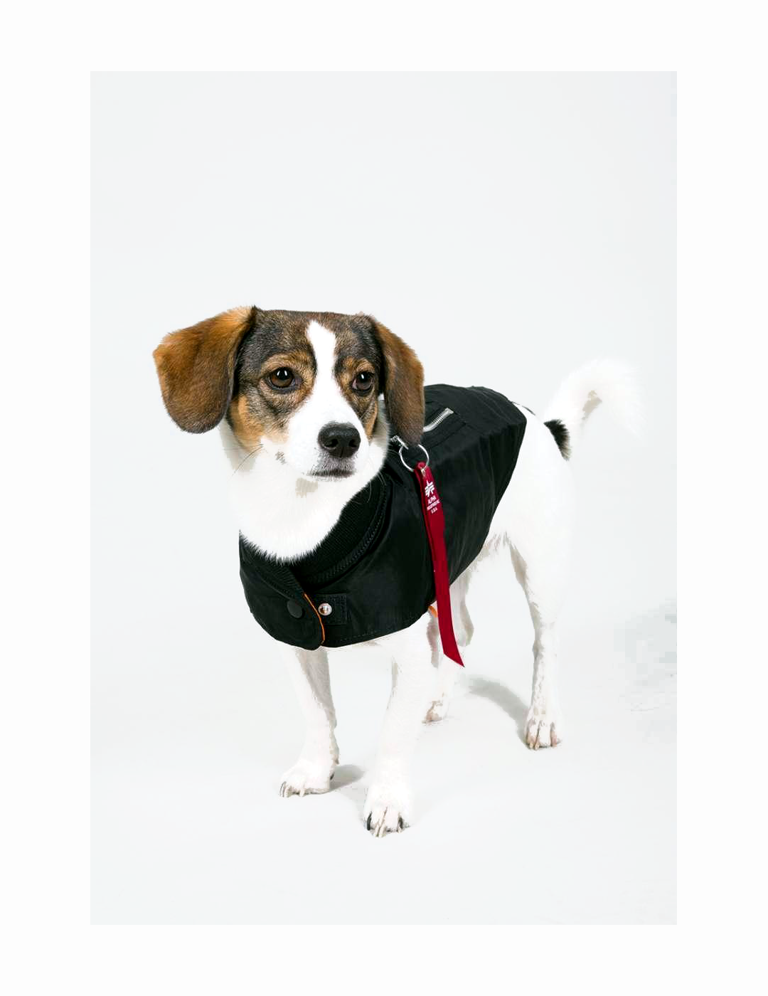 Dog Ma 1 nylon fligth jacket Black  Alpha